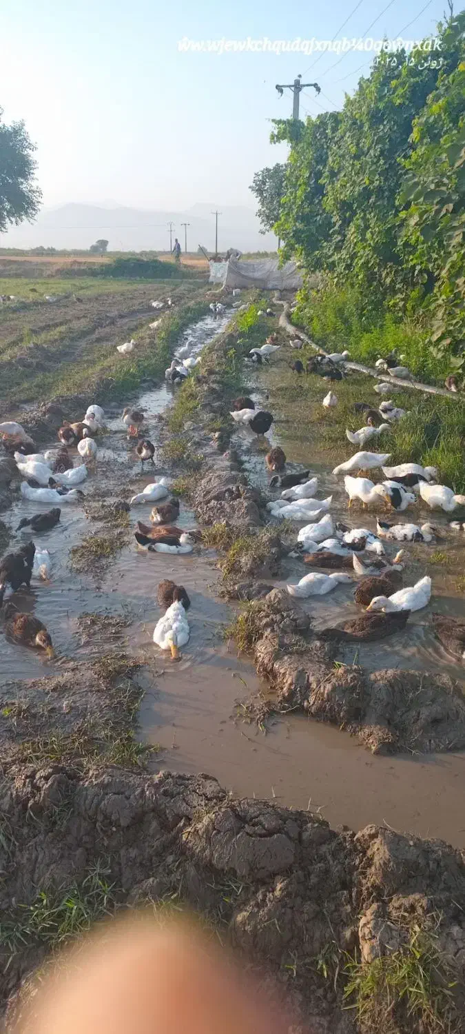 کردک ۹ماهه دانی ۳۲۰|حیوانات مزرعه|گنبد کاووس, |دیوار