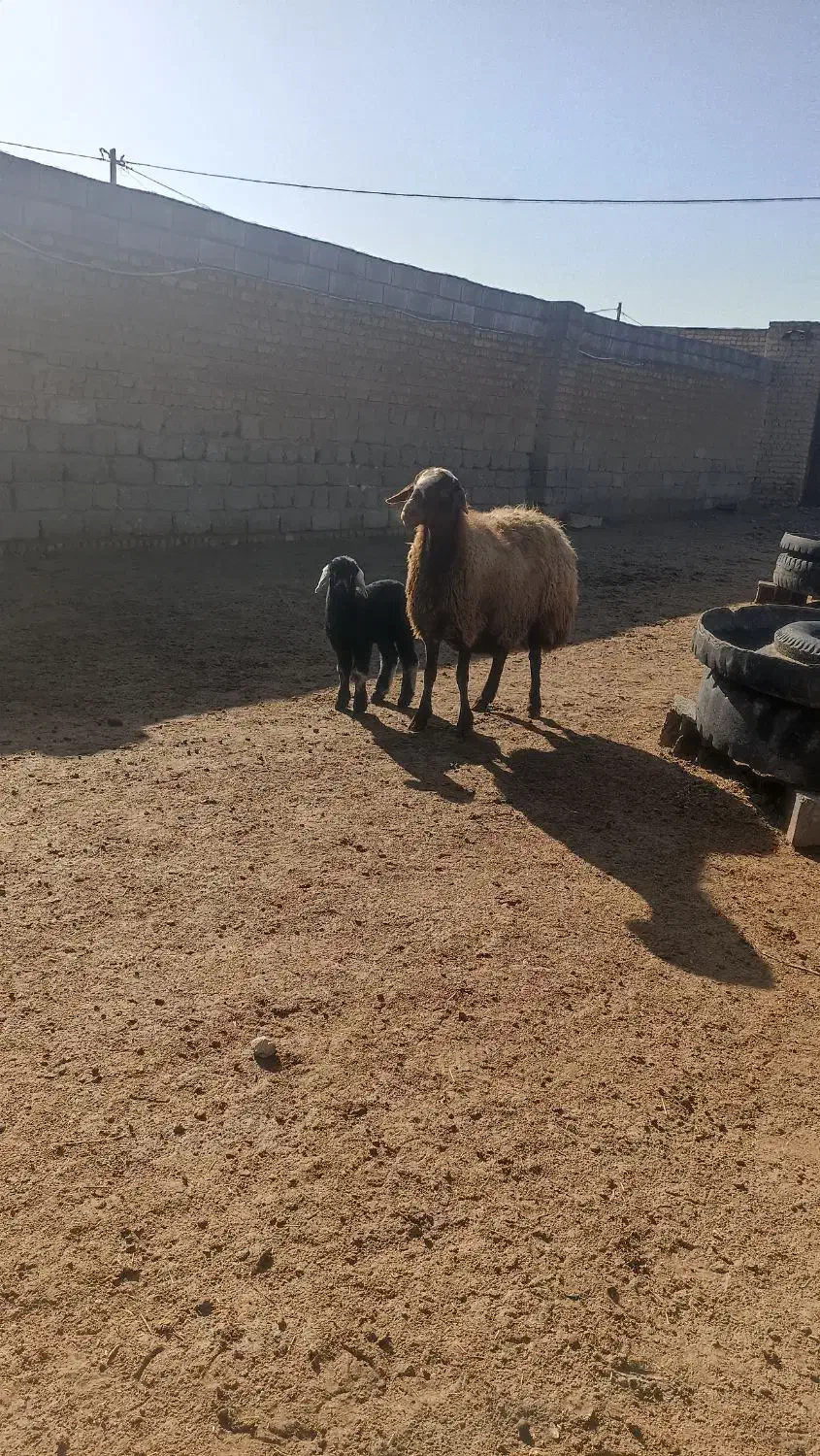 یع میش جوان|حیوانات مزرعه|شیروان (خراسان), |دیوار