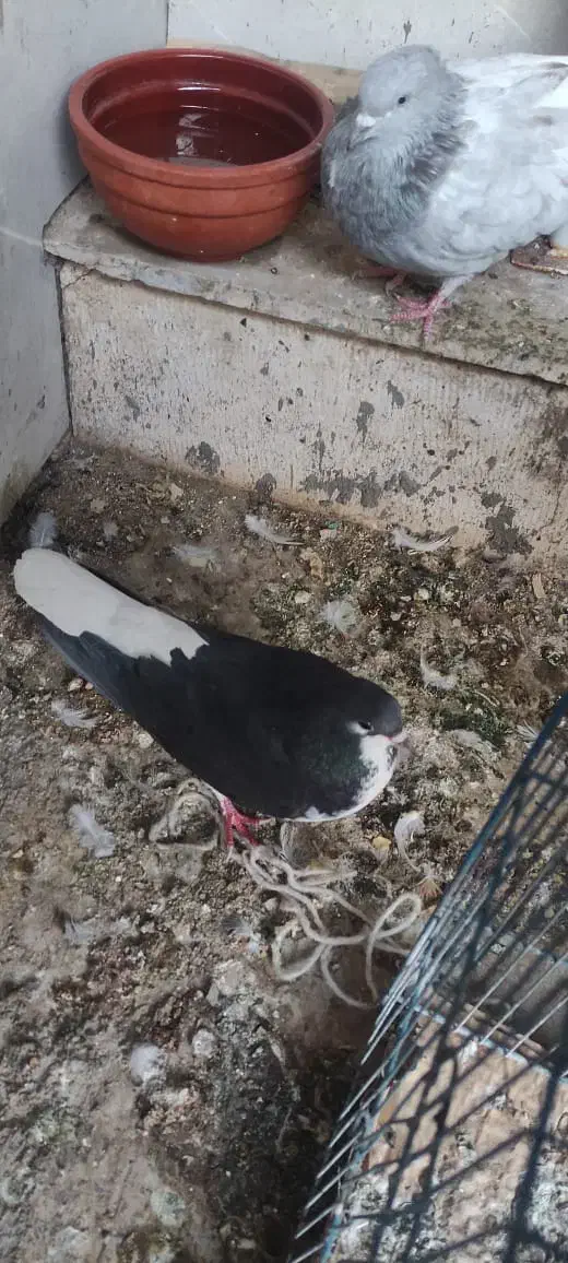 شهری|پرنده|اردکان, |دیوار