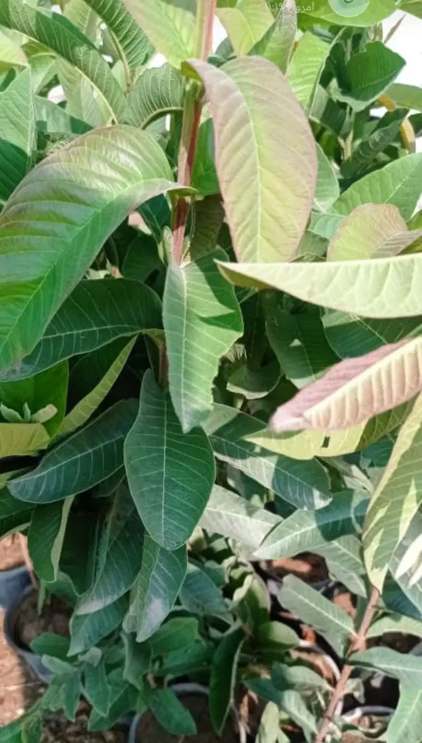 فروش انواع درخت های باغی باغچه ای آپارتمانی|گل و گیاه طبیعی|رامهرمز, |دیوار