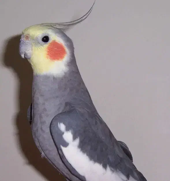 عروس هلندی جفت سالم|پرنده|سنندج, |دیوار