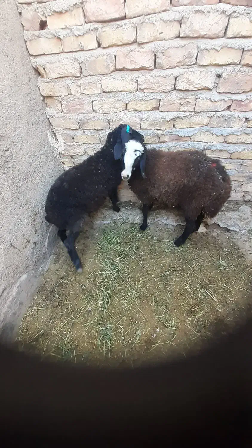 فروش بره پرواری نر و ماده سالم|حیوانات مزرعه|دشتابی, |دیوار