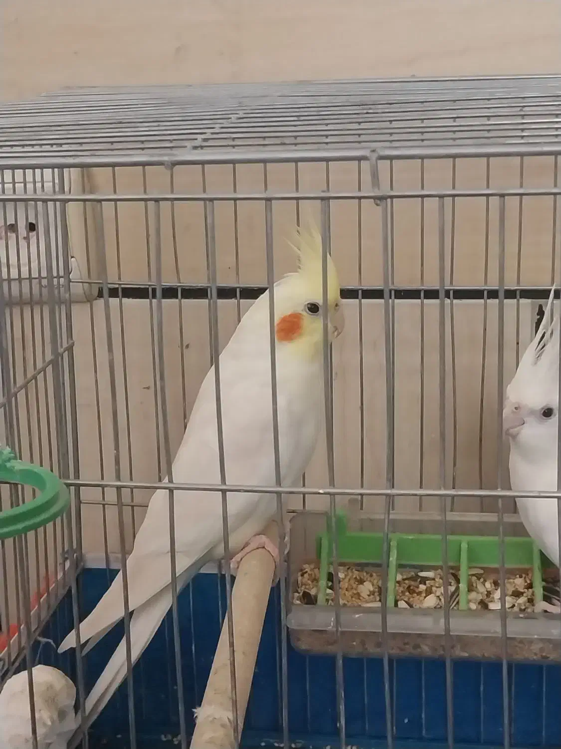 جفت عروس هلندی|پرنده|خمینی‌شهر, |دیوار