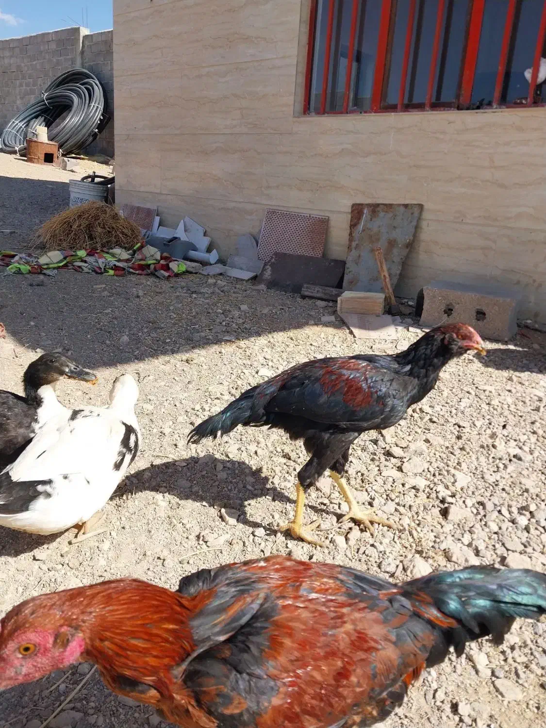 فروش خروس بجه لاری|حیوانات مزرعه|ترکمانچای, |دیوار