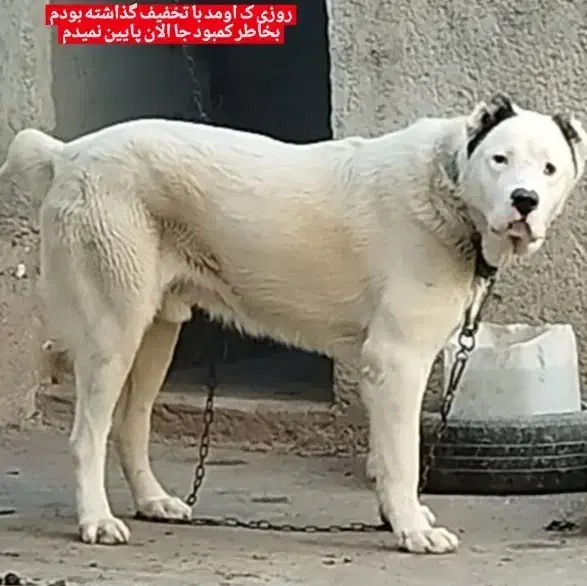 سگ / آلابای/ افغان/خراسانی|سگ|مشهد, رضاشهر|دیوار