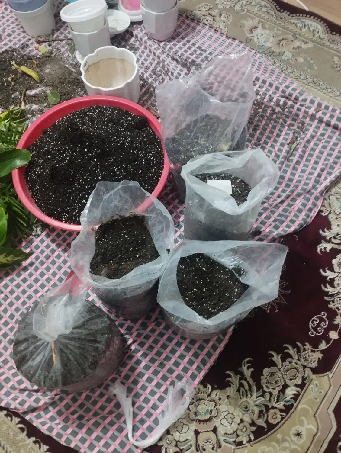 7عدد پلاستیک خاک برگ گل باهم|گل و گیاه طبیعی|رضوانشهر, |دیوار