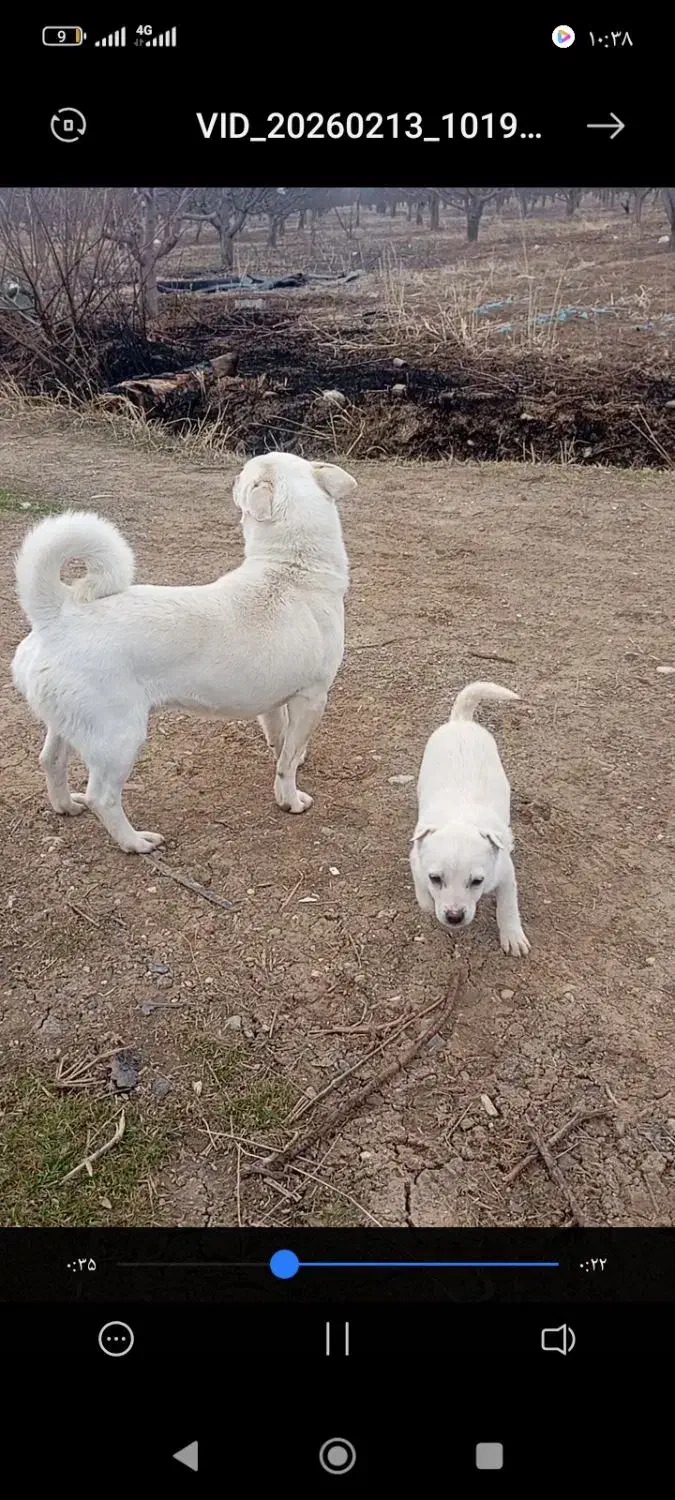 واگذاری|سگ|نقده, |دیوار