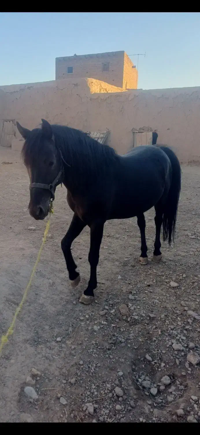 اسب مشکی اصل کرد|اسب و تجهیزات اسب‌سواری|تبریز, |دیوار