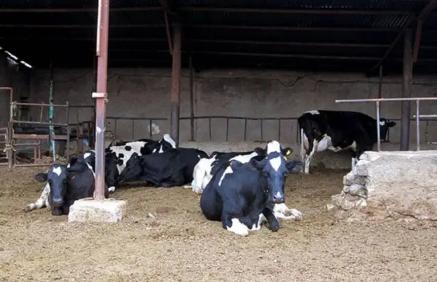 فروش گاوداری|فروش دفتر صنعتی، کشاورزی، تجاری|گلپایگان, |دیوار