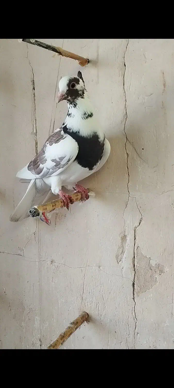 نروماده عتیقه لکه دار پرشی و ضمانت تخم و جوجه|پرنده|طرقبه, |دیوار