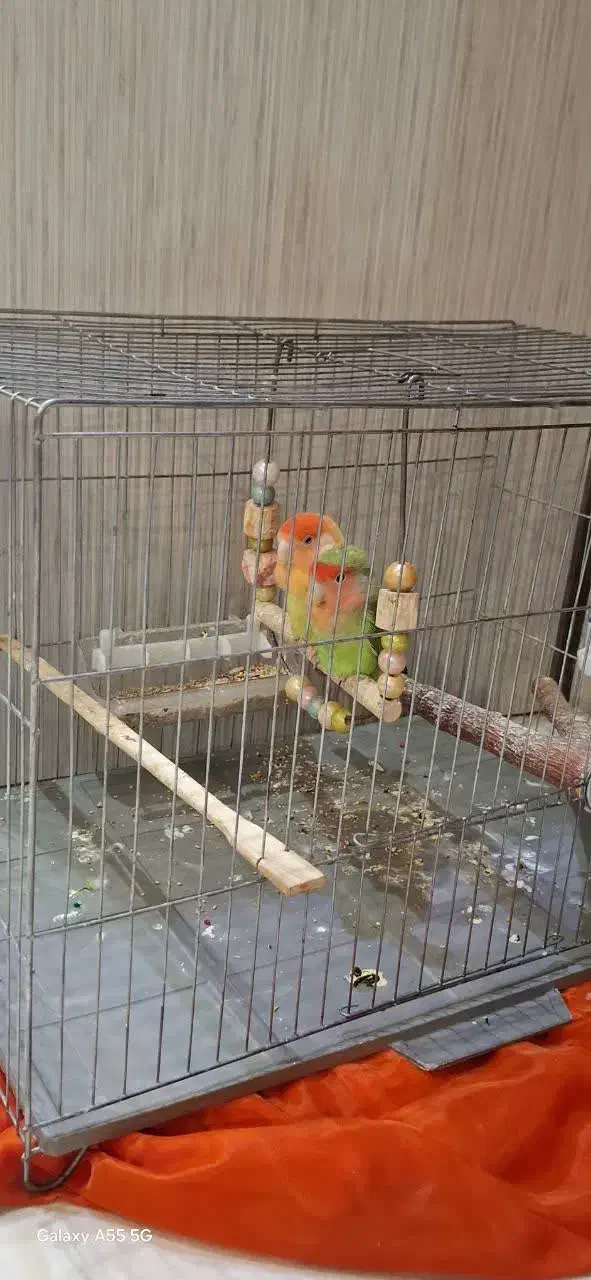 طوطی کوتوله برزیلی|پرنده|تهران, افسریه شمالی|دیوار