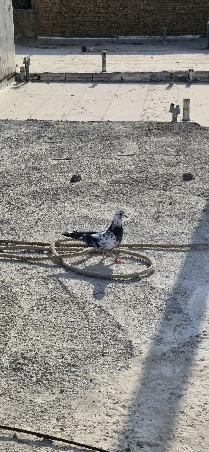 خریدارشم|حیوانات|دورود, |دیوار