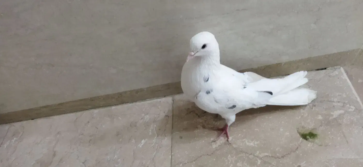 کبوتر پرشی هر قیمتی که مشتری بگه در خدمتم|پرنده|بوکان, |دیوار