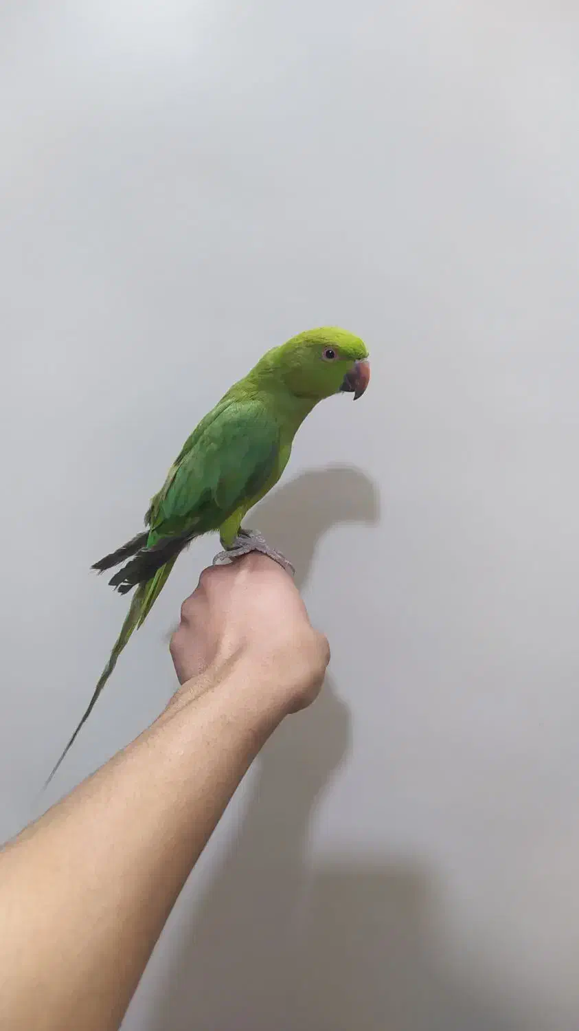 جوجه طوطی ملنگو دستی|پرنده|اصفهان, شهرک کوثر|دیوار