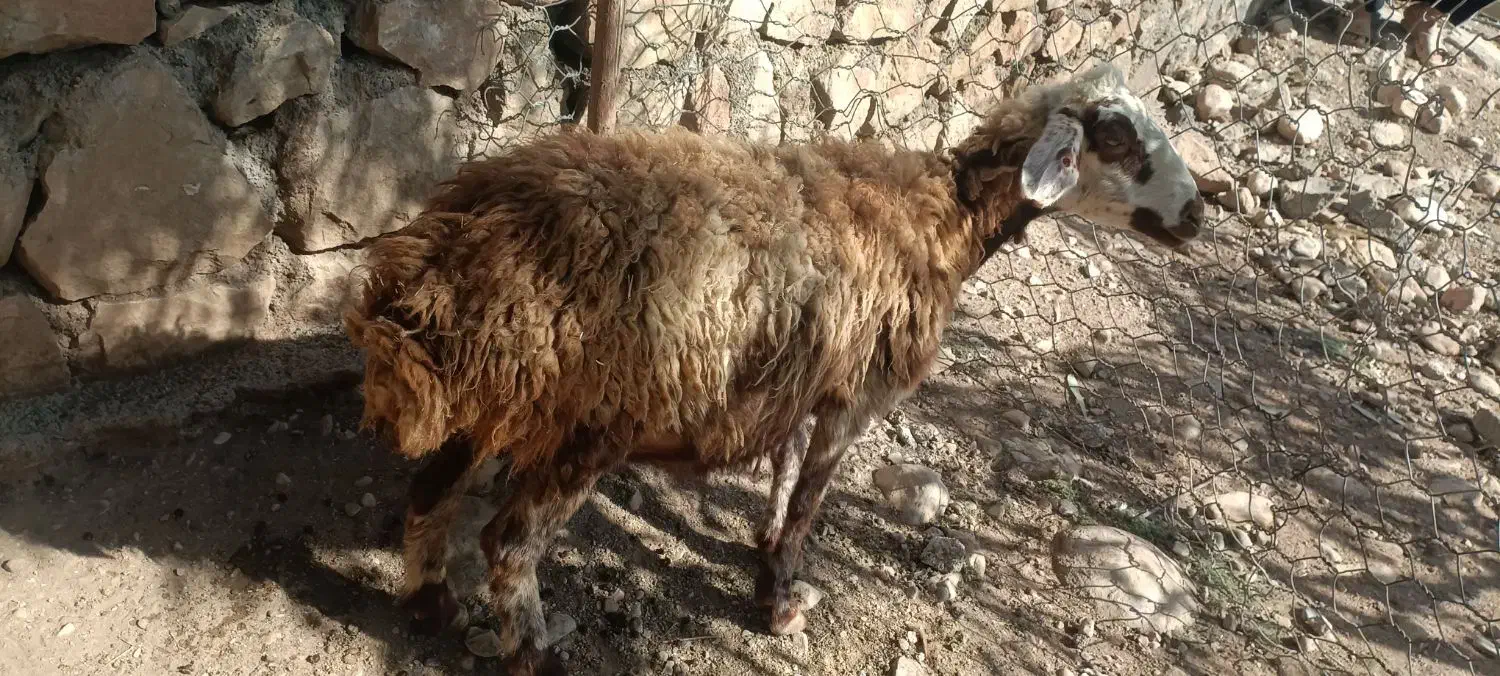 میش وبره|حیوانات مزرعه|معمولان, |دیوار