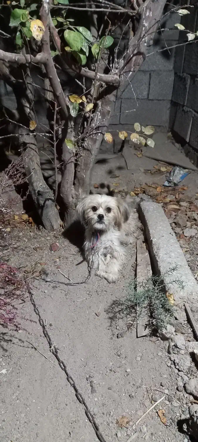 سگ ماده|سگ|خاروانا, |دیوار