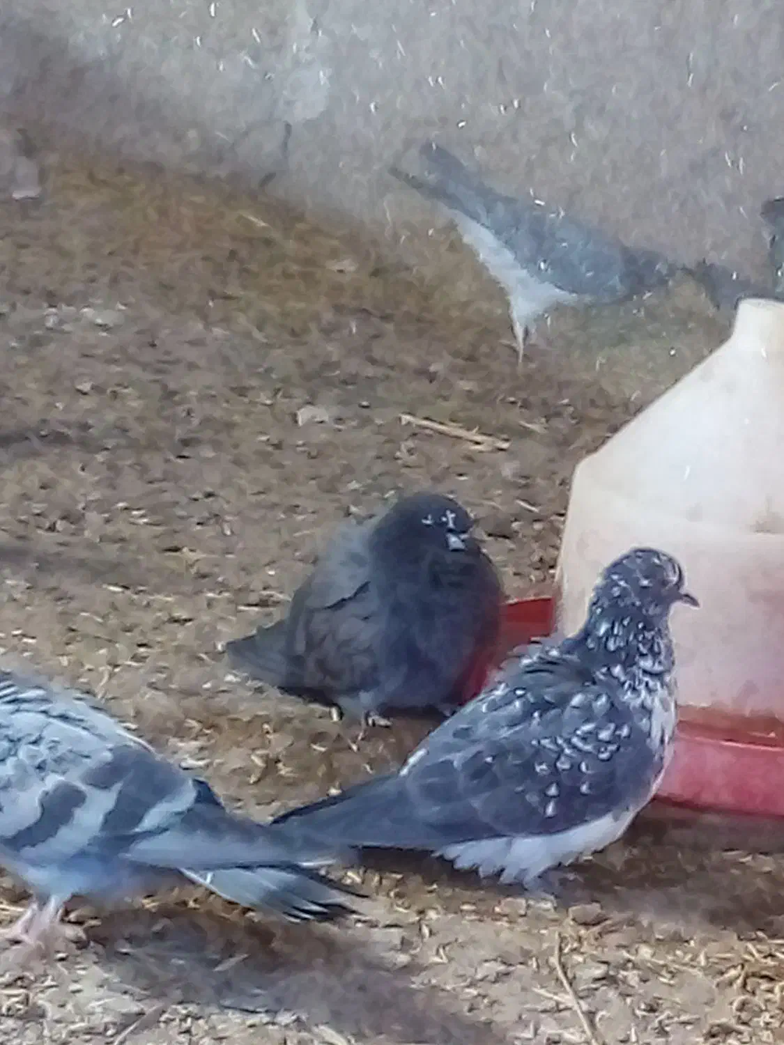 کبوتر صحرایی|پرنده|گلپایگان, |دیوار