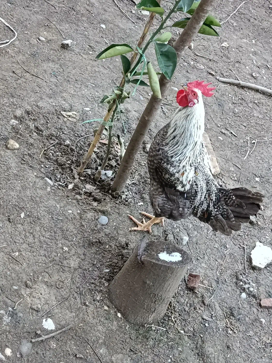 فروش خروس زیبا|حیوانات مزرعه|امامزاده عبدالله, |دیوار