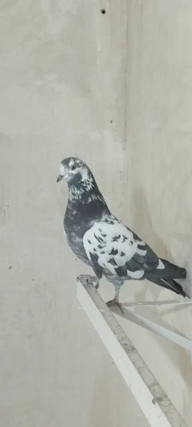 کبوترپرشی خوب تضمینی با جفت کن کبوتر|پرنده|صفادشت, |دیوار