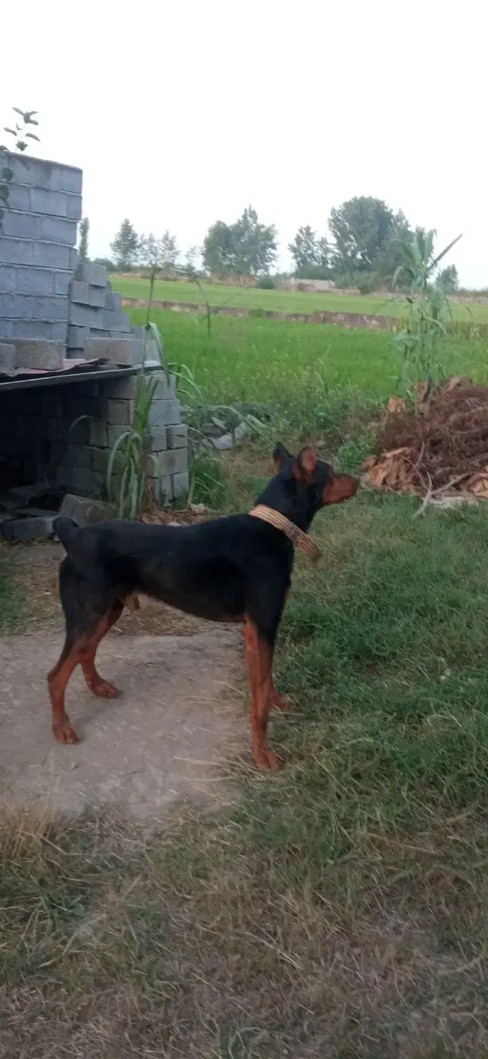 دوبرمن نر سه ساله معاوضه با توله سگ پاکوتاه یا|سگ|آستانه سرا, |دیوار