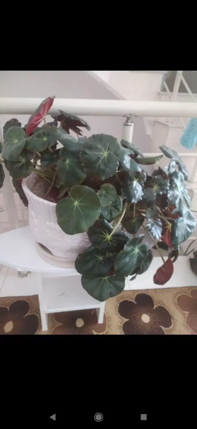 گل طبیعی|گل و گیاه طبیعی|پیرانشهر, |دیوار