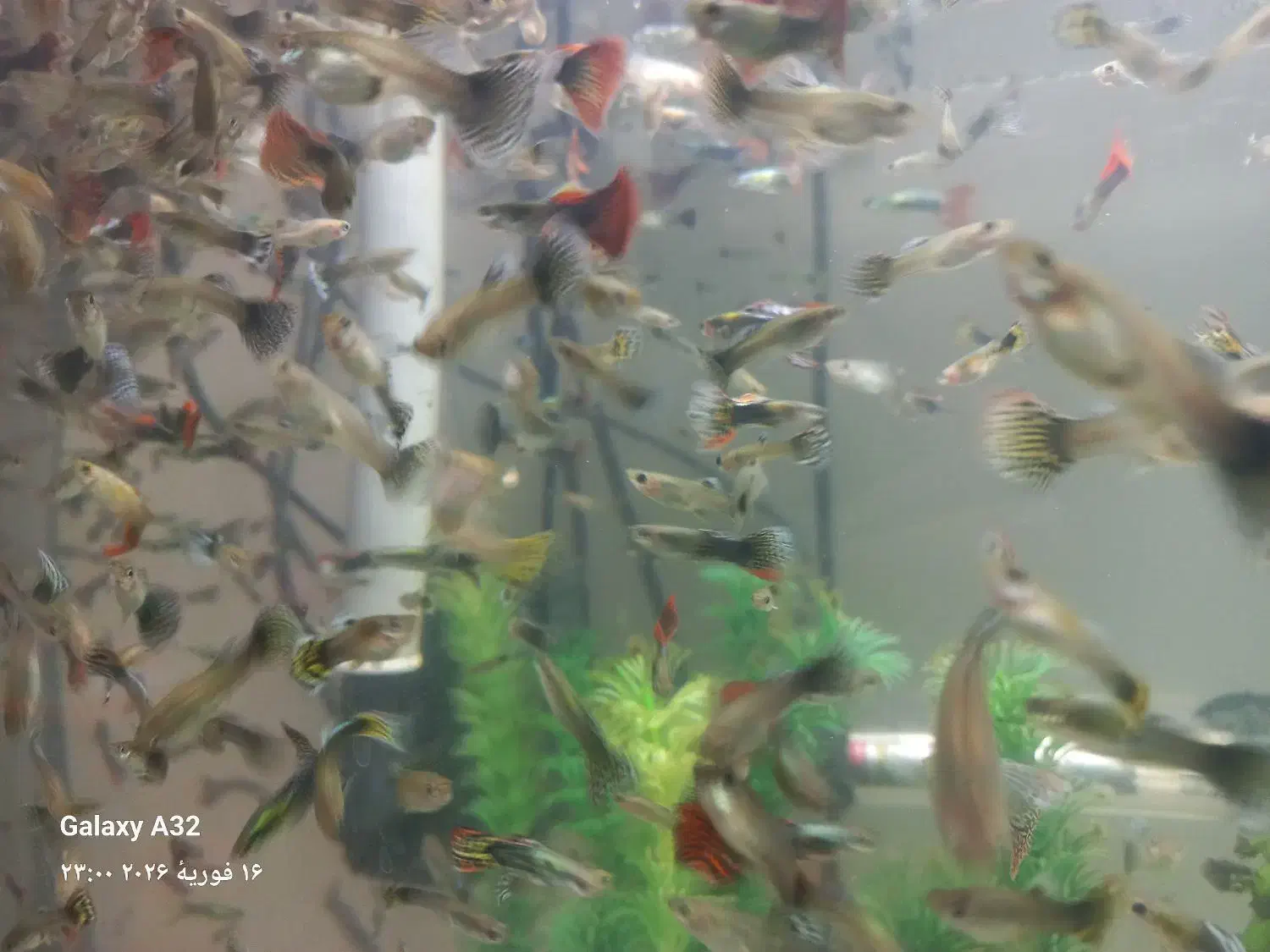 ماهی گوپی *مولد*|ماهی|اصفهان, برزان|دیوار