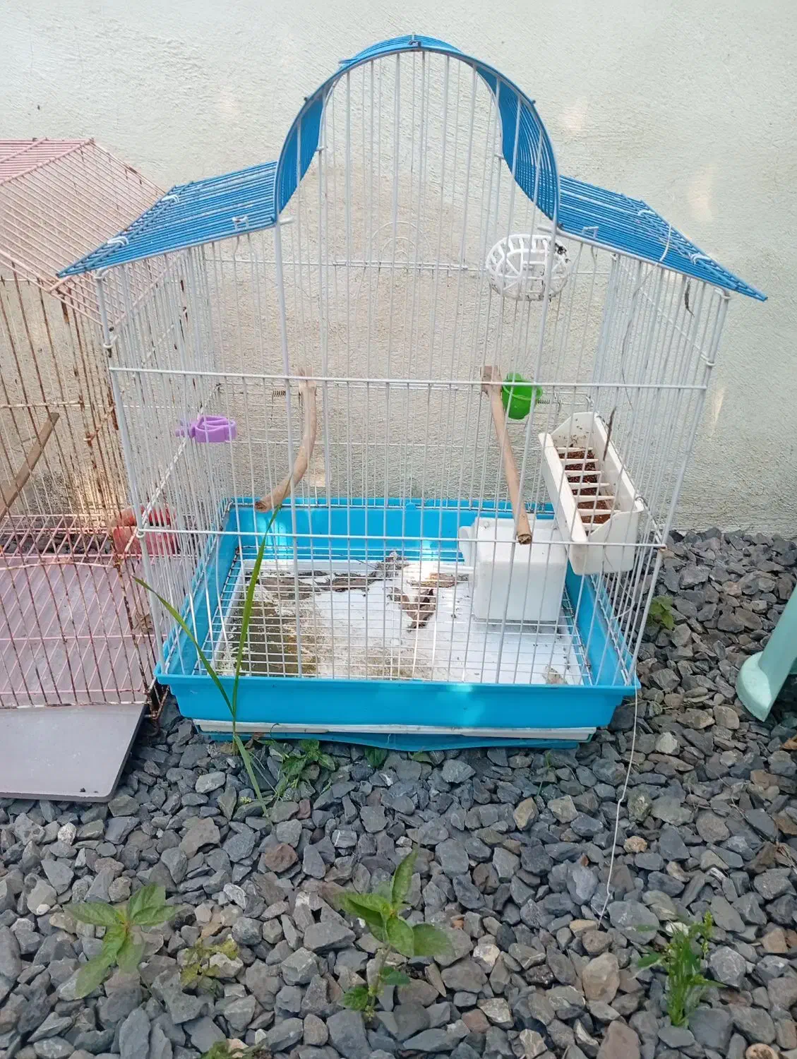 قفس پرنده|لوازم جانبی حیوانات|چمستان, |دیوار