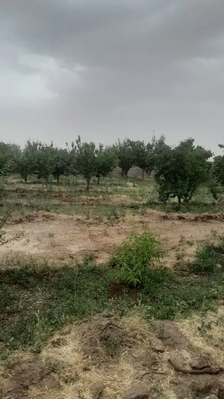 باغ دور دیوار، قبل از پل هوایی دولت آباد، سنگونی|فروش زمین و ملک کلنگی|نیشابور, مازول|دیوار