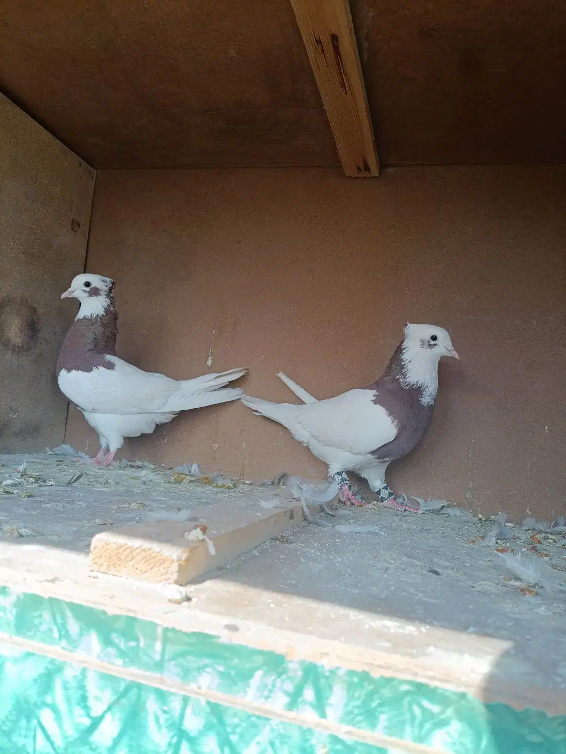 کبوتر طوقی|پرنده|کازرون, |دیوار