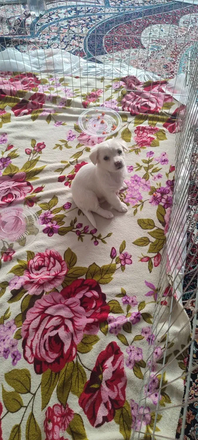 سگ شیتزو|سگ|تهران, شکوفه (عبدل آباد)|دیوار