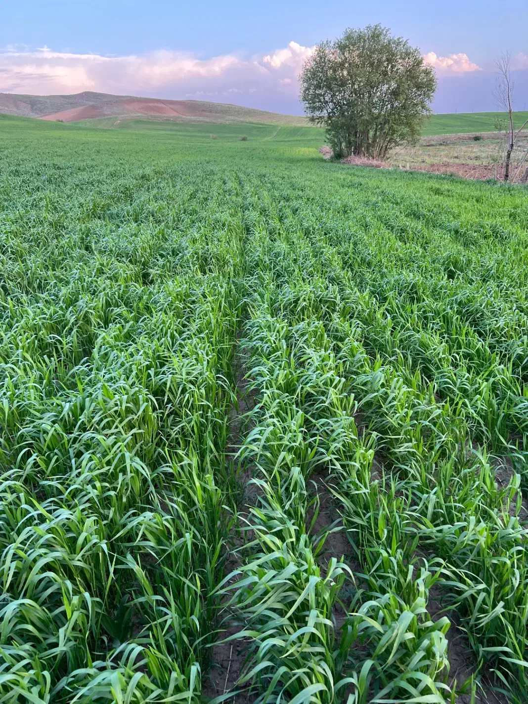 گندم بذری بوجاری شده|خدمات باغبانی و درختکاری|قیدار, |دیوار