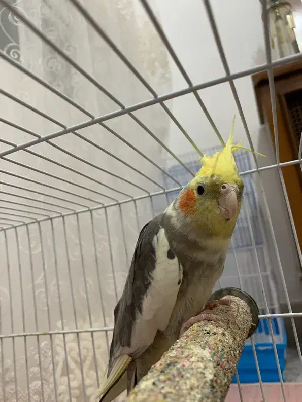 عروس هلندی نر|پرنده|طبس, |دیوار