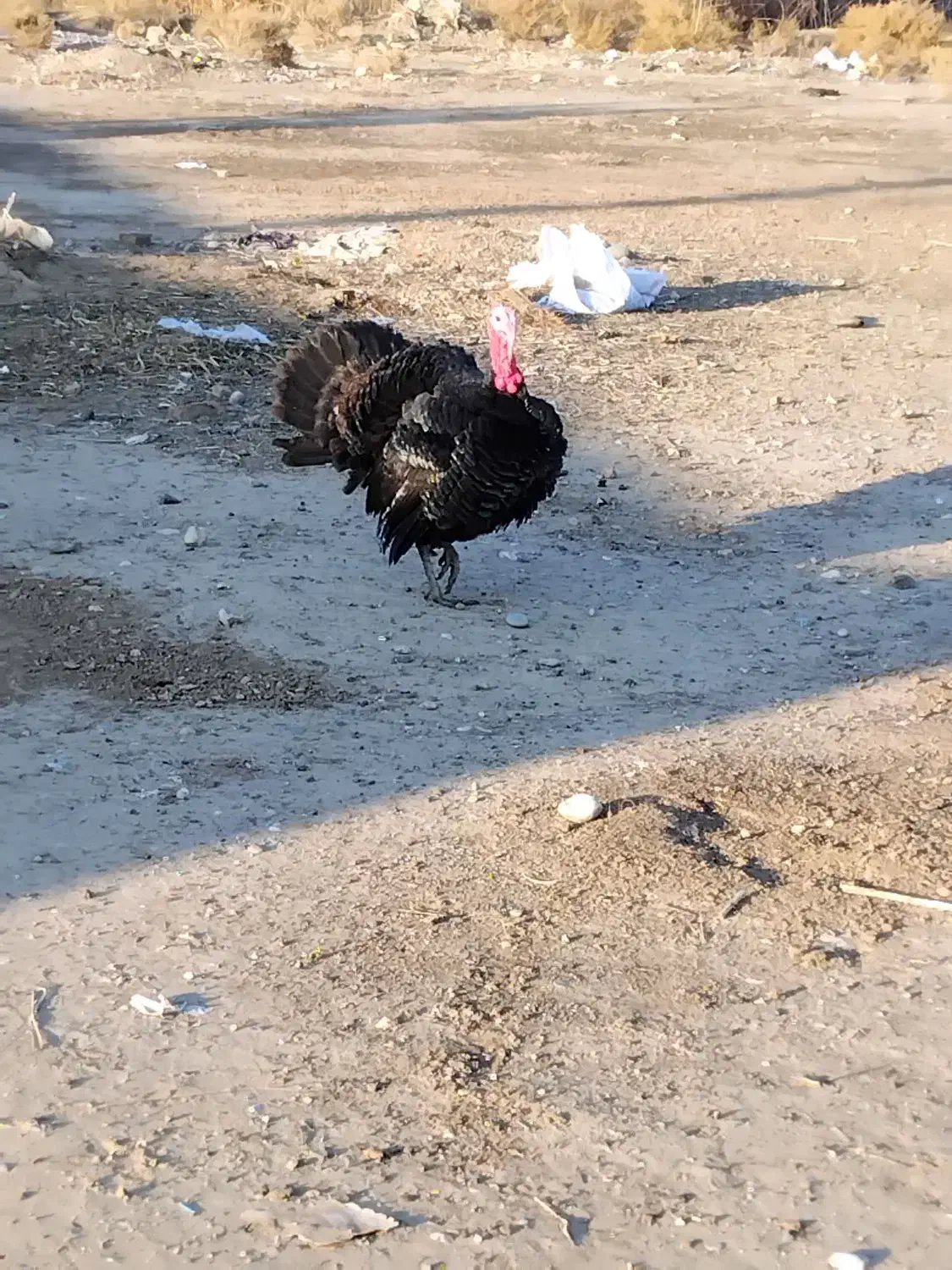 بوقلمو|حیوانات مزرعه|پلدشت, |دیوار