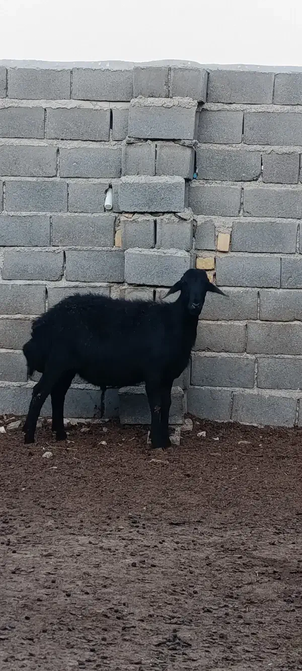 قوچ قره قزل|حیوانات مزرعه|زنجان, |دیوار
