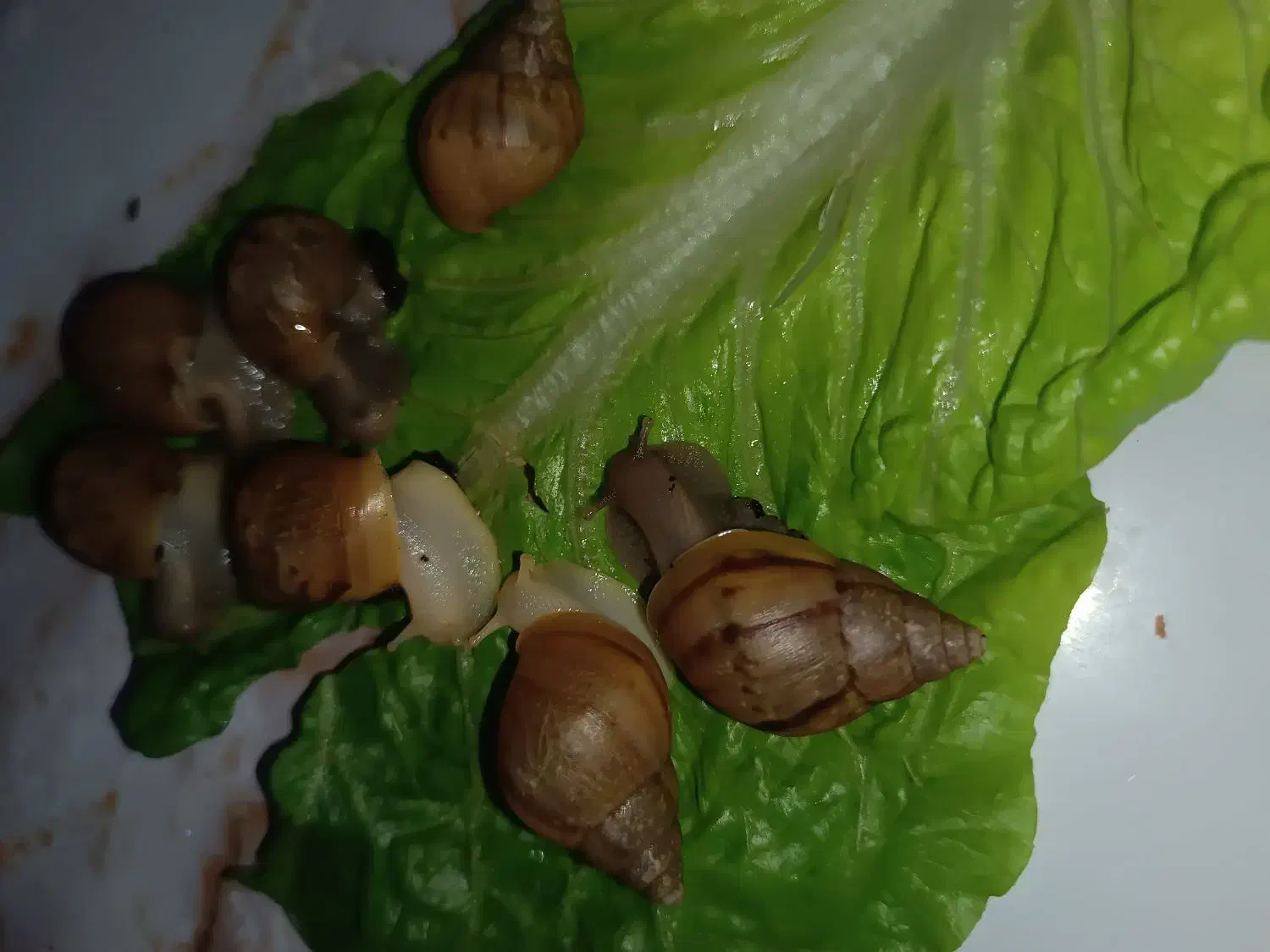 پرورش و فروش حلزون آلبینو وآچاتینا|خزنده|تبریز, |دیوار