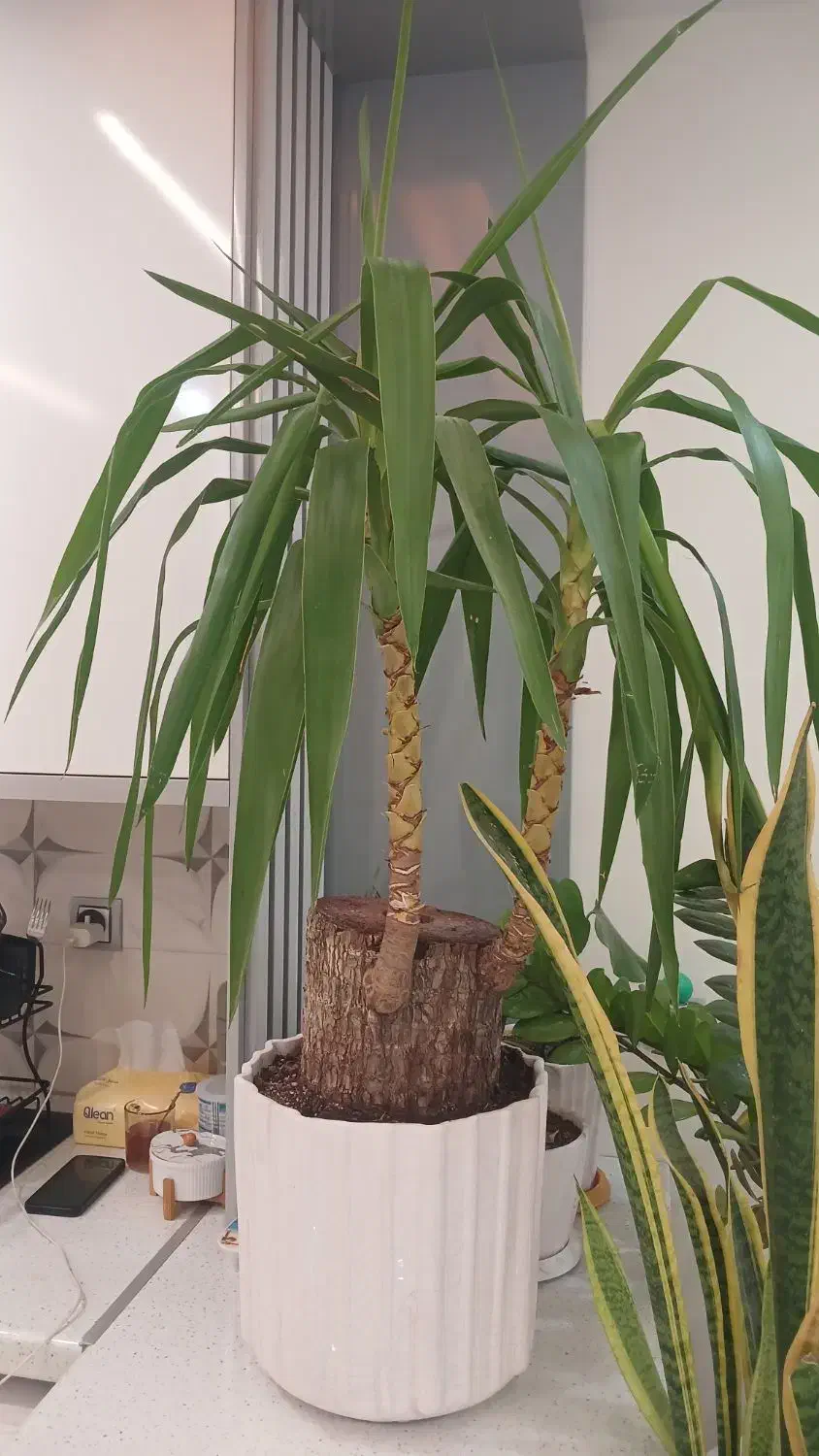 نخل یوکا(بونسای 30 ساله) یک سوم قیمت|گل و گیاه طبیعی|پاکدشت, پاکدشت (مامازند)|دیوار