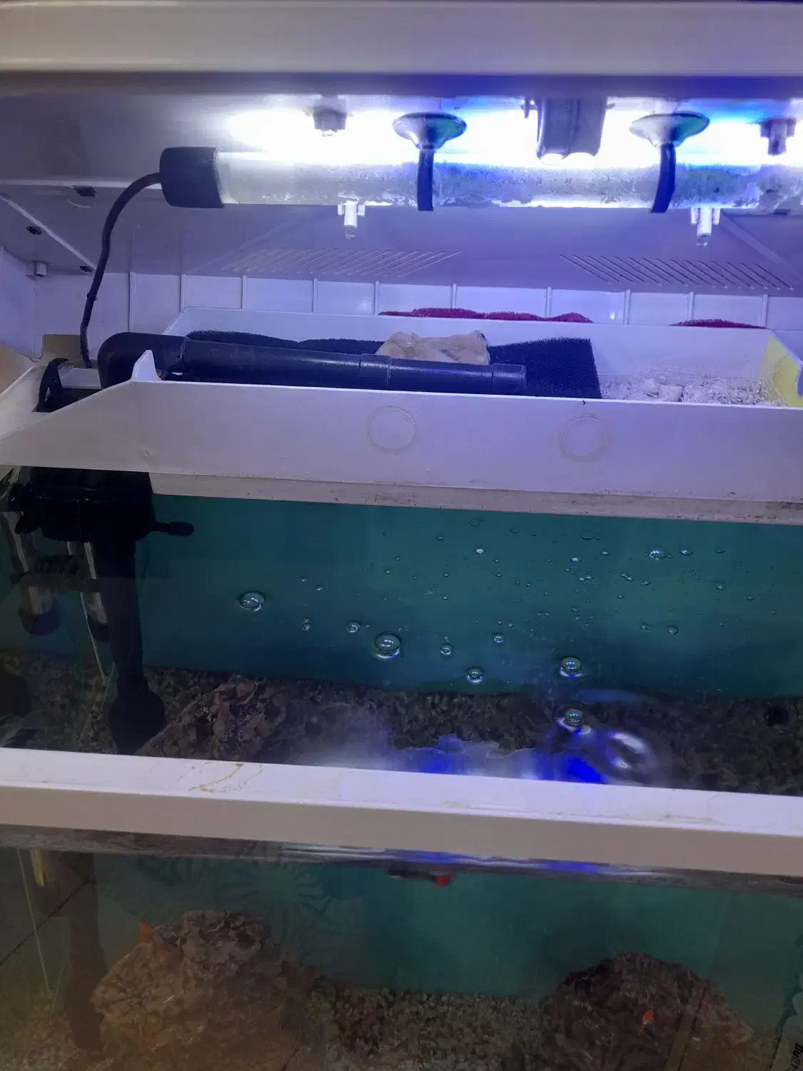 اکواریوم شیشه خم|ماهی|قرچک, باقرآباد|دیوار