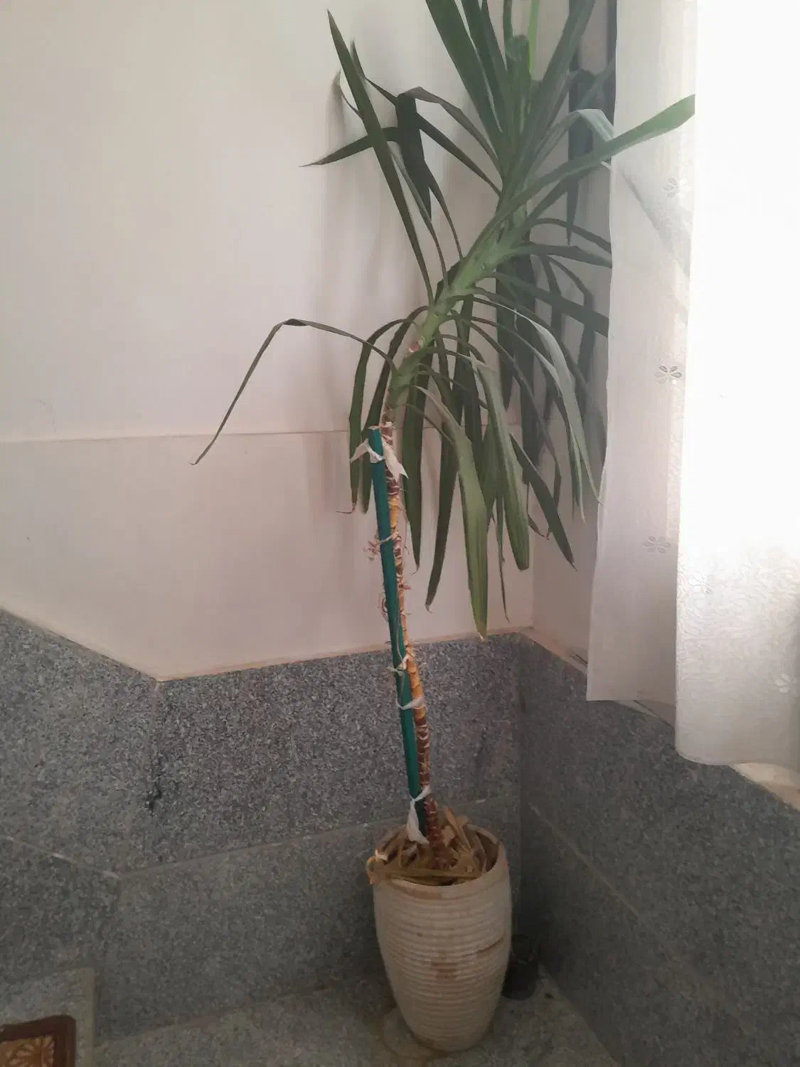 گل تزئینی|گل و گیاه طبیعی|بروجرد, |دیوار