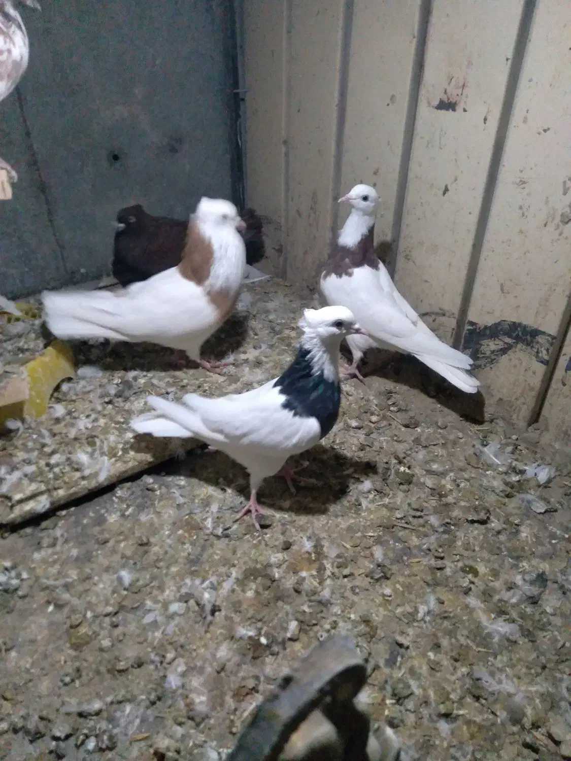 چندعددطوقی با یه ماده سرخ خونی|پرنده|شیروان (لرستان), |دیوار