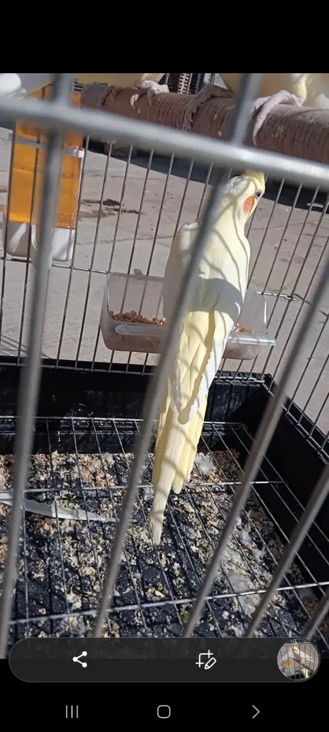 عروس هلندی|پرنده|محمدشهر, محمدشهر|دیوار