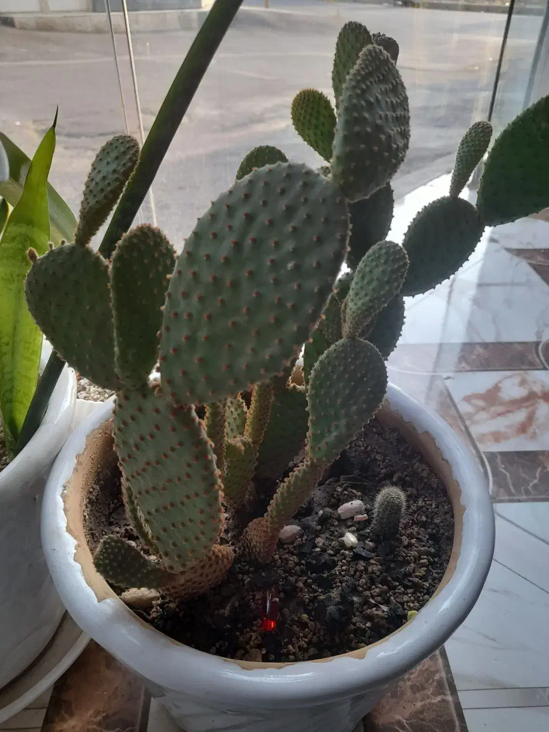 کاکتوس|گل و گیاه طبیعی|مرند, |دیوار