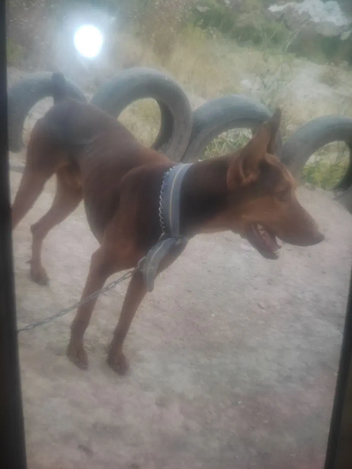 سگ دوبرمن اصل|سگ|خرم‌آباد, |دیوار