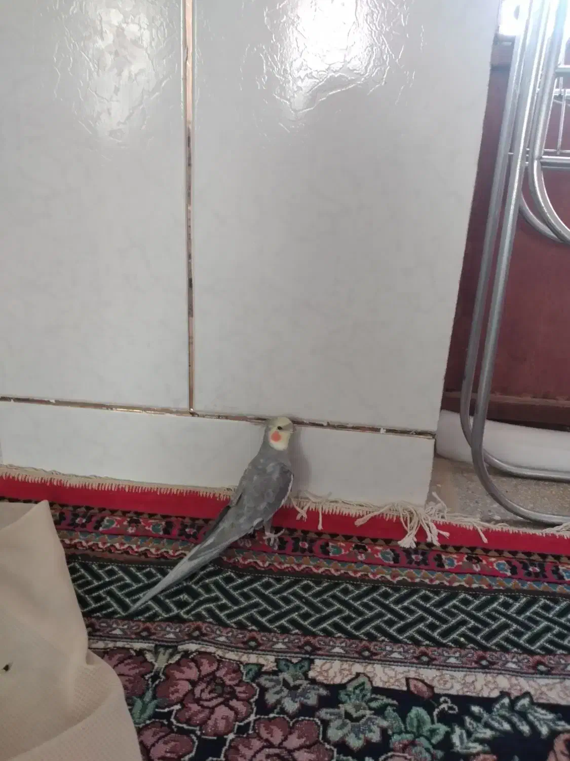 فروش عروس هلندی|پرنده|سمیرم, |دیوار