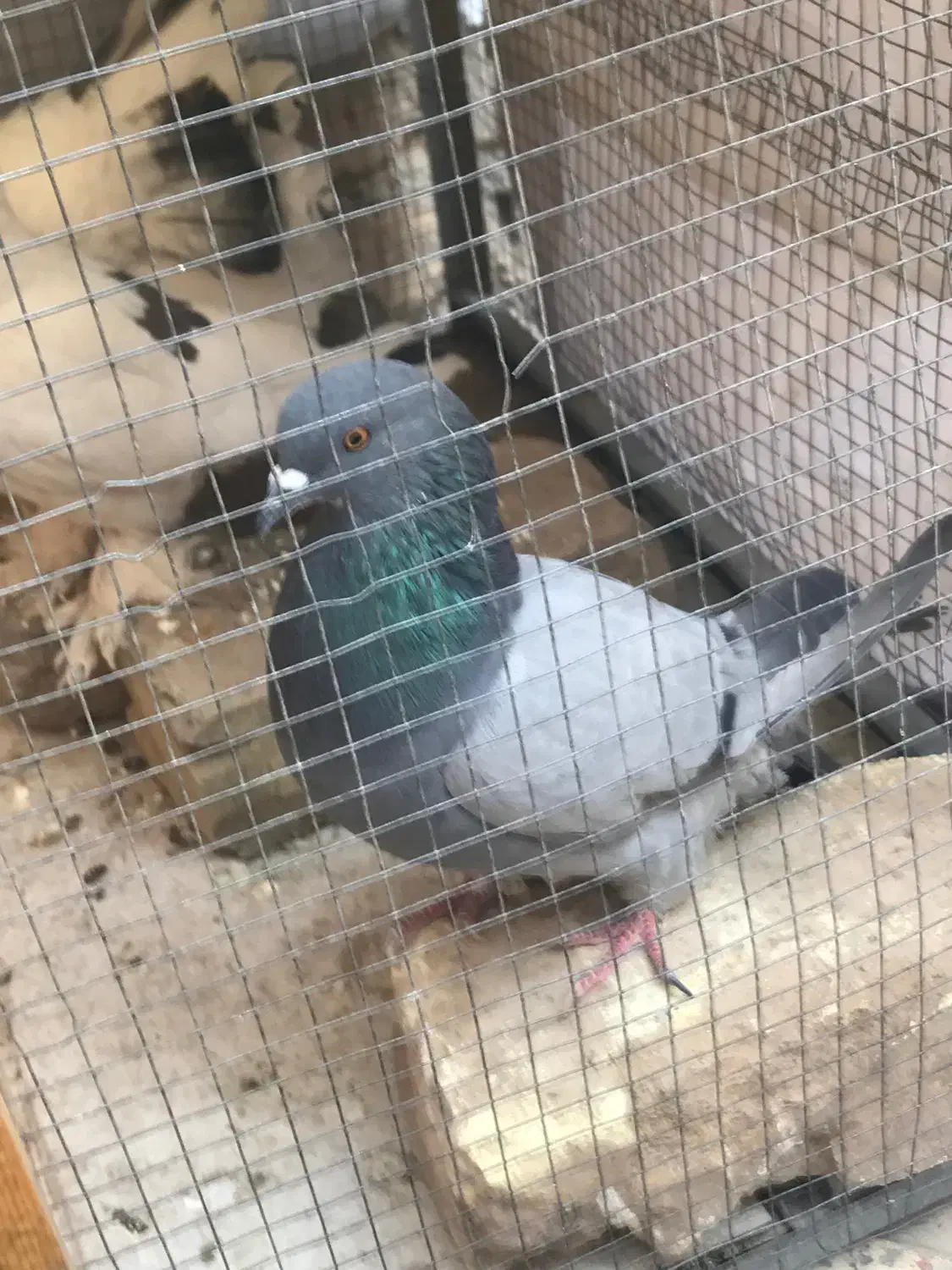 یک جفت طوقی و یدونه خرقه معاوضه با نقش|پرنده|شاهینشهر, پاسداران|دیوار