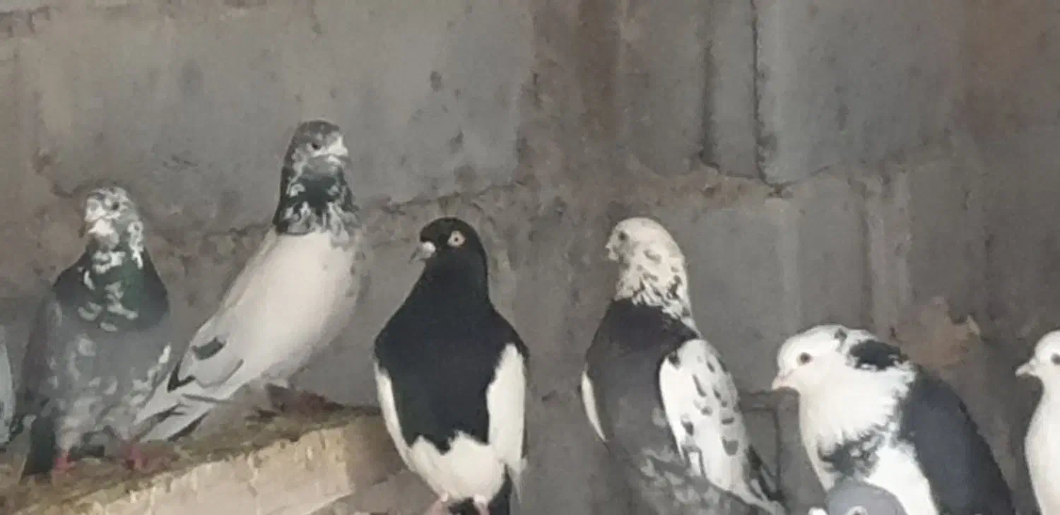 کبوتر|پرنده|تفت, |دیوار