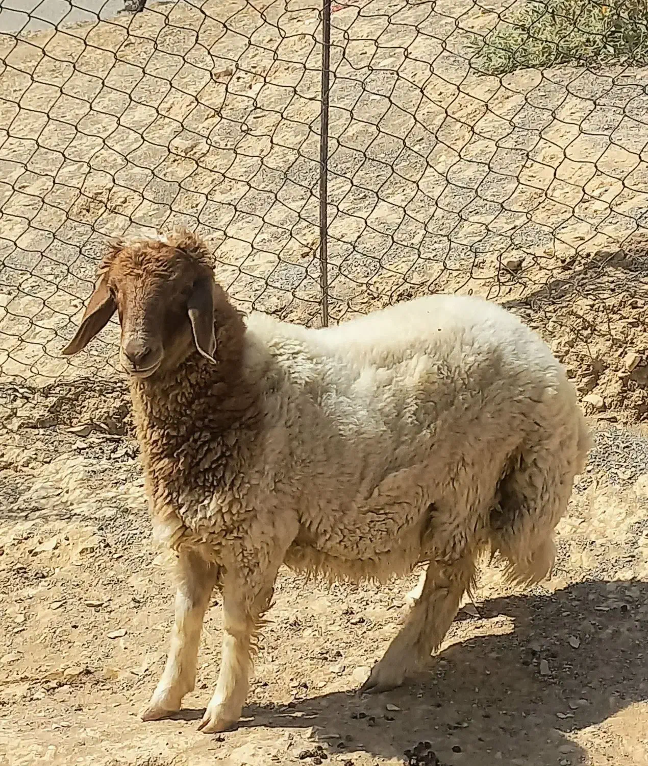 برهنر|حیوانات مزرعه|سیوان, |دیوار