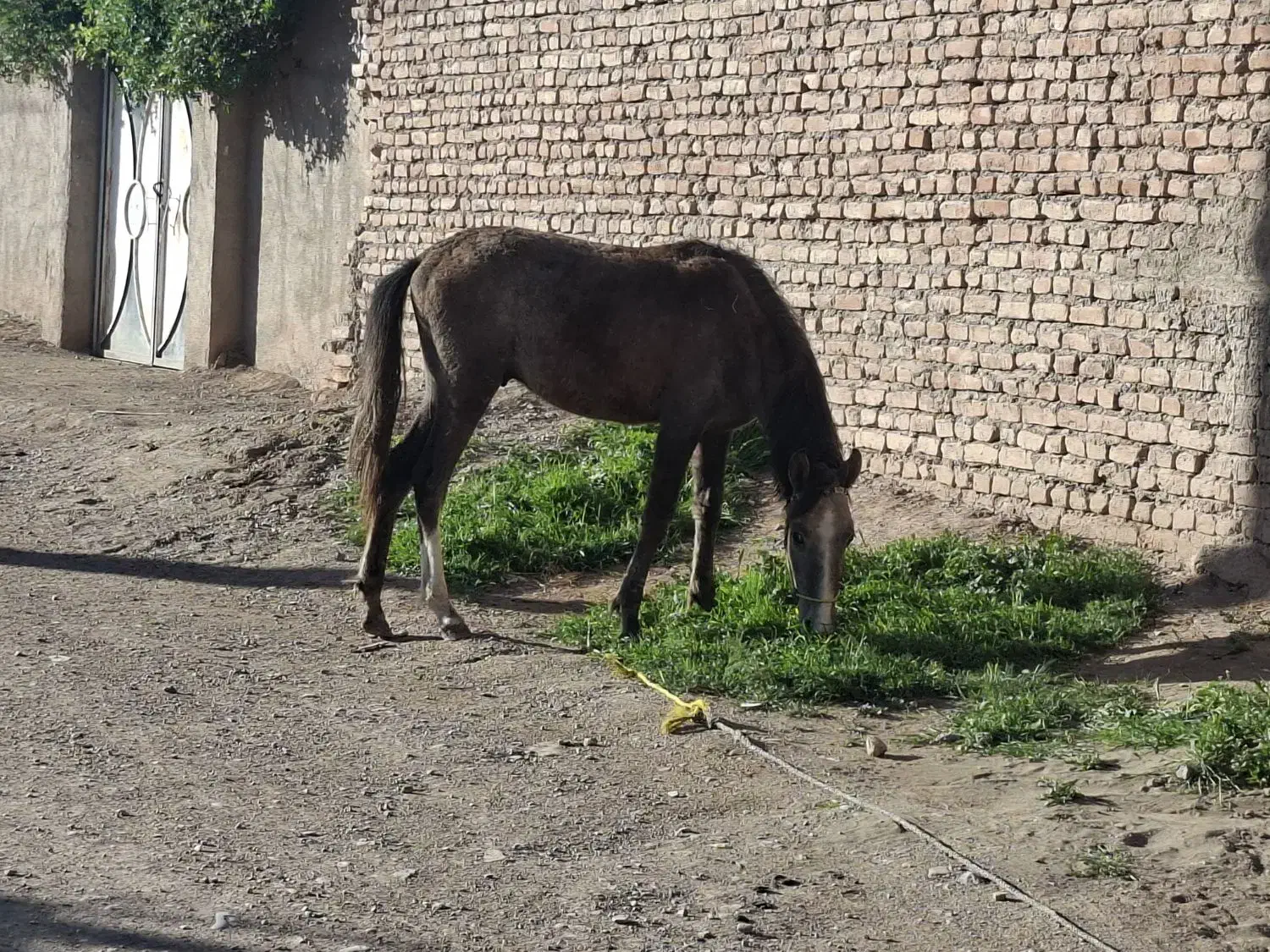 اسب|اسب و تجهیزات اسبسواری|تربت جام, میان جام|دیوار