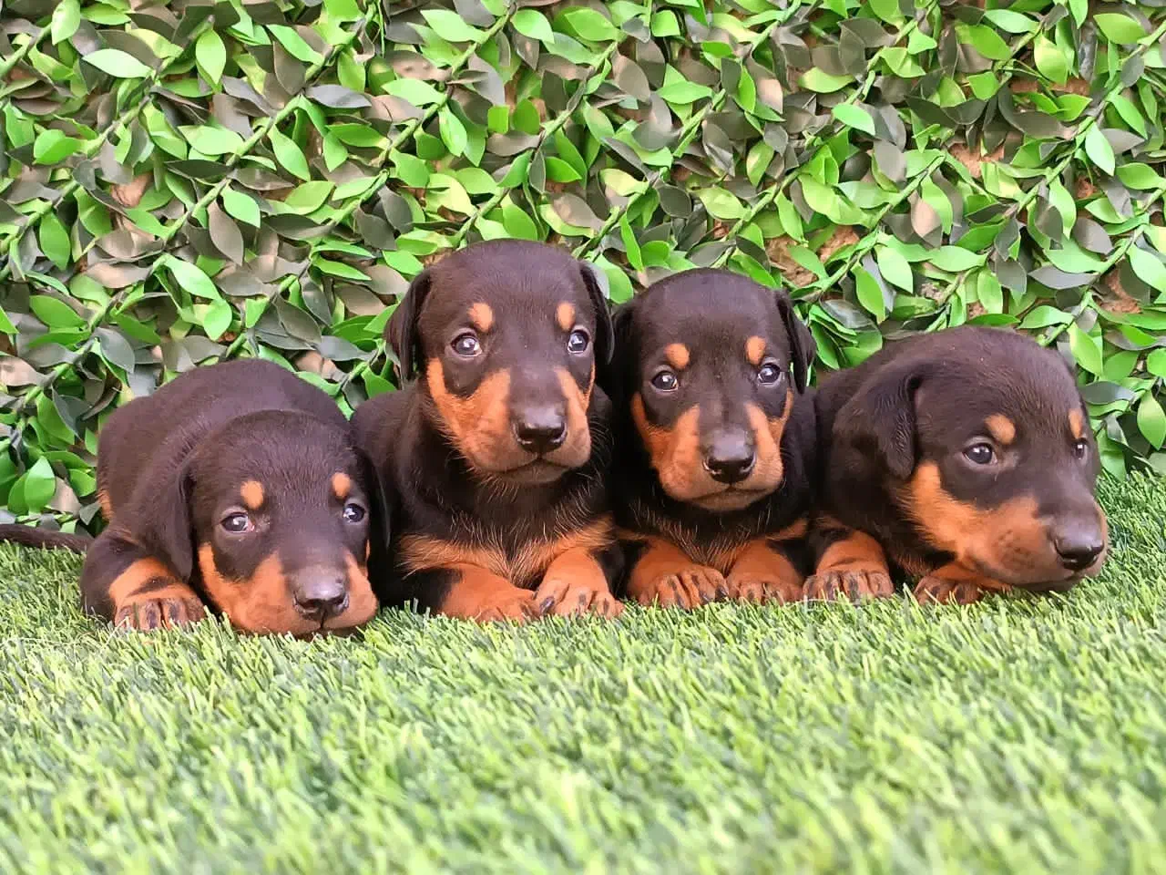 دوبرمن اروپایی اصیل پوست چرمی|سگ|تهران, پونک|دیوار