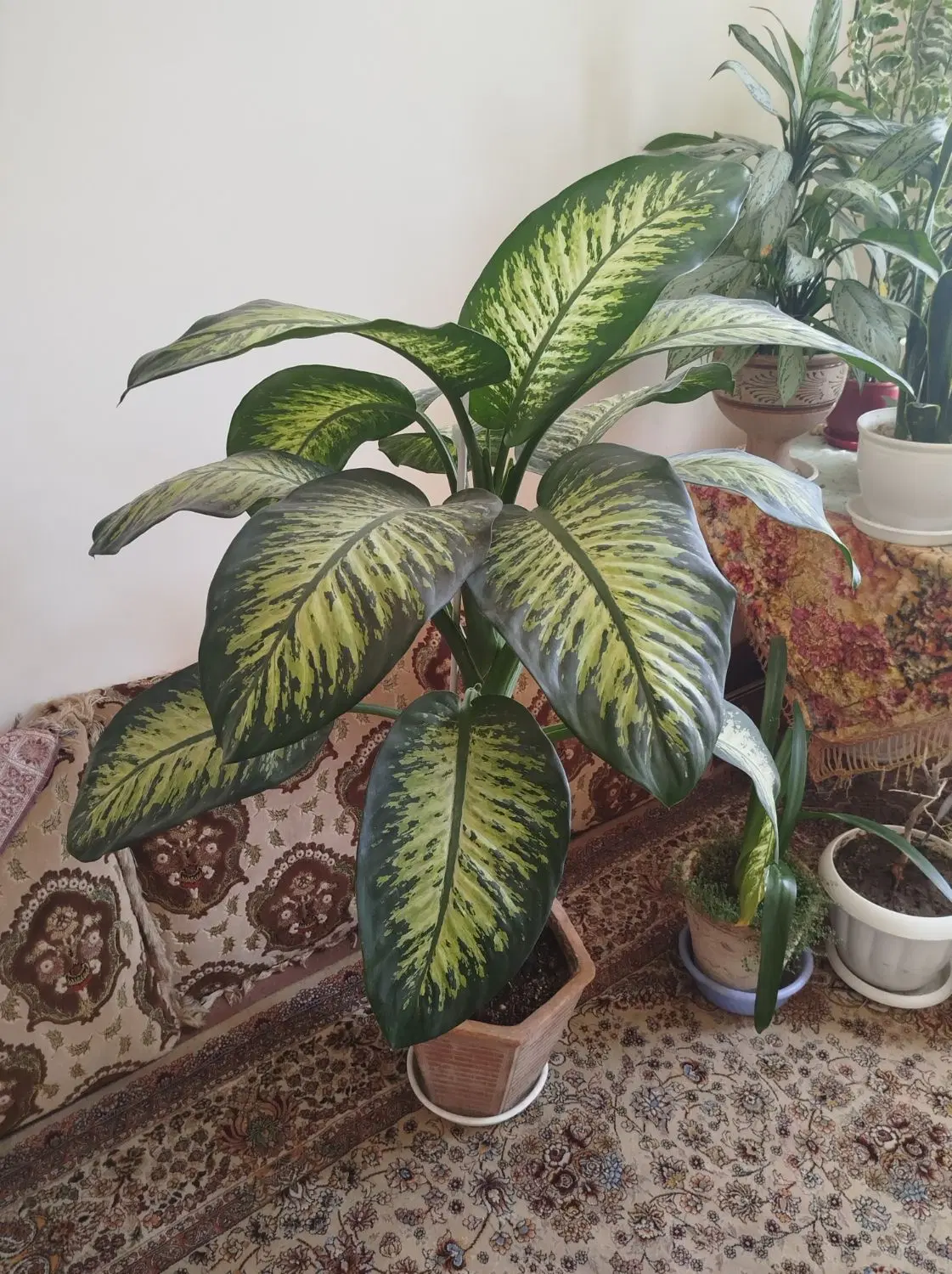 گلدون|گل و گیاه طبیعی|مراغه, |دیوار