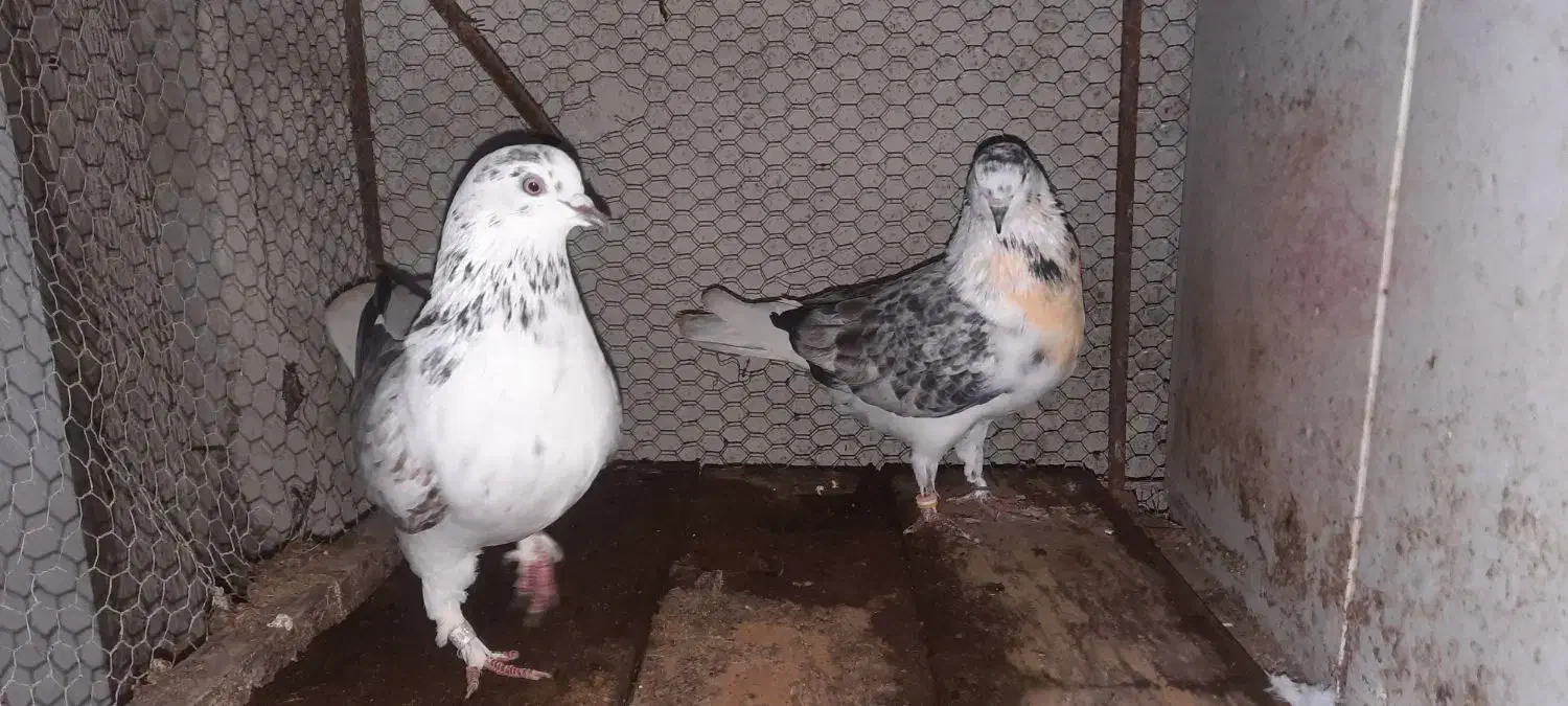 کبوتر پرشی ....|پرنده|فریدون‌کنار, |دیوار